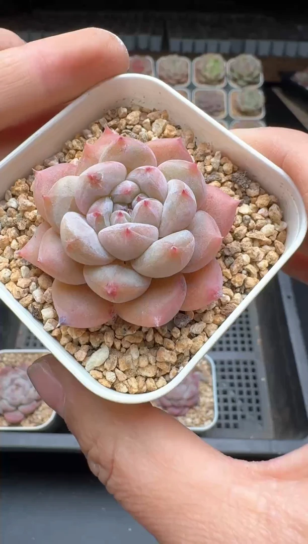 【闪购商品】255号一物一拍珍妮多肉花卉植物3颗起发