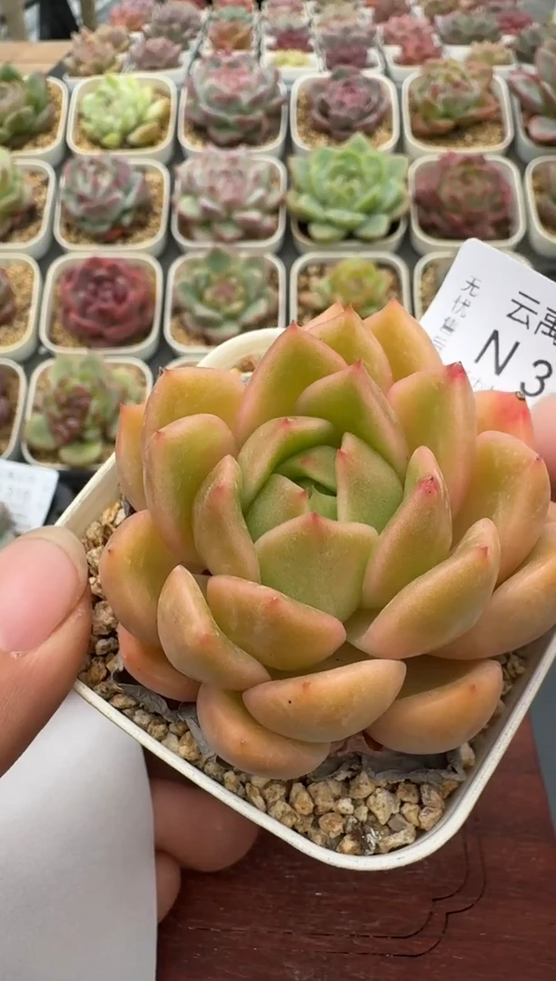319N带盆土发(6.5cm杯） 当场拍3颗以上包柚 多肉植物 一物一拍