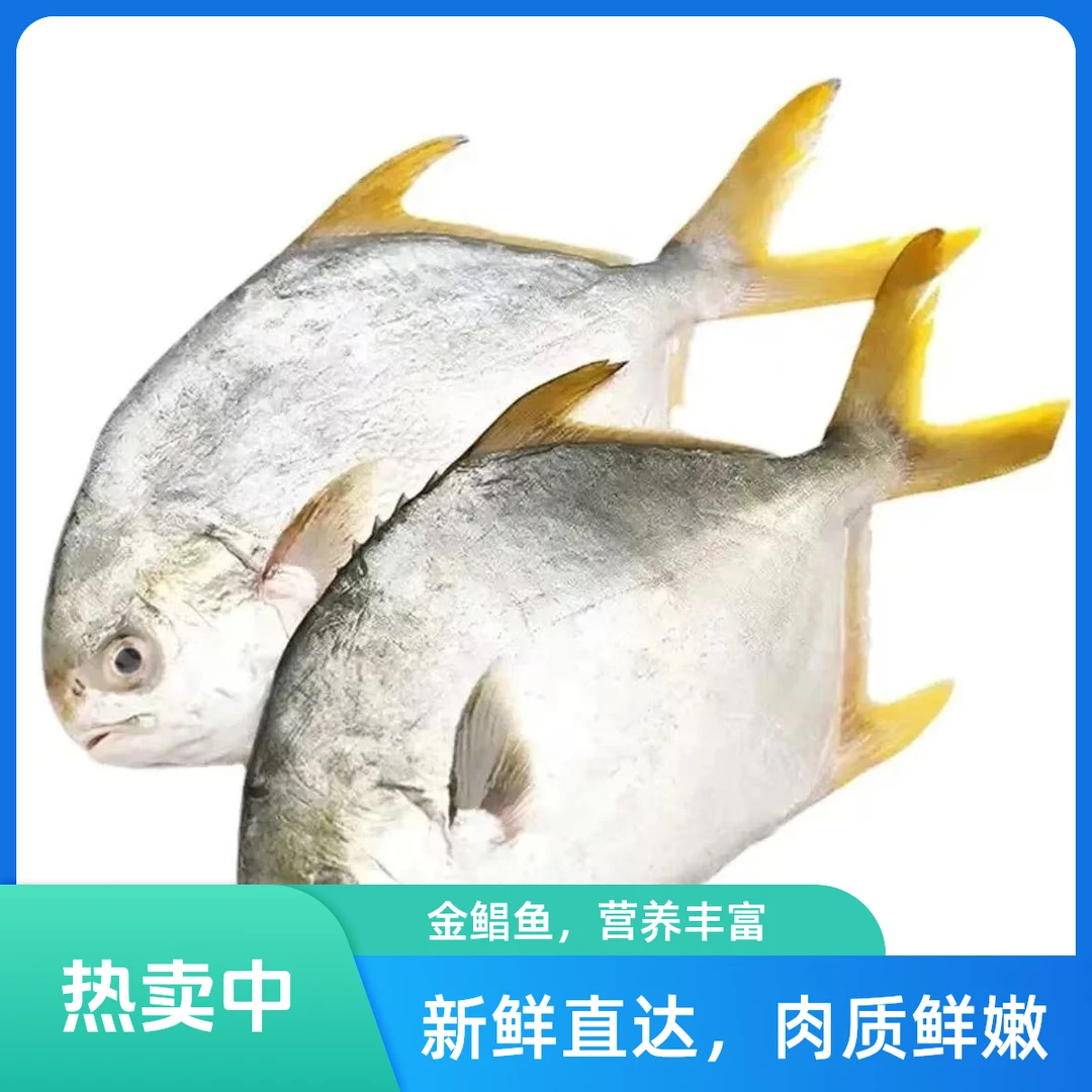 鲜冻金鲳鱼 450-550克/条