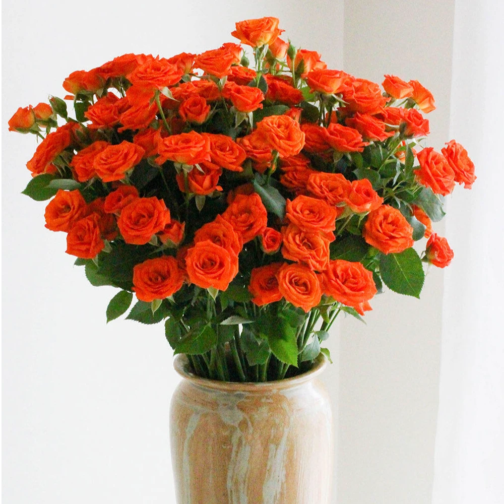 【云舍鲜花】橙色芭比多头玫瑰全场鲜花一单包邮装饰瓶插水养