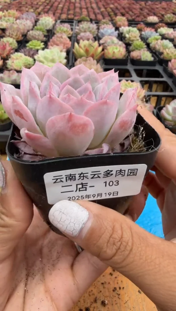东云多肉园二店-103