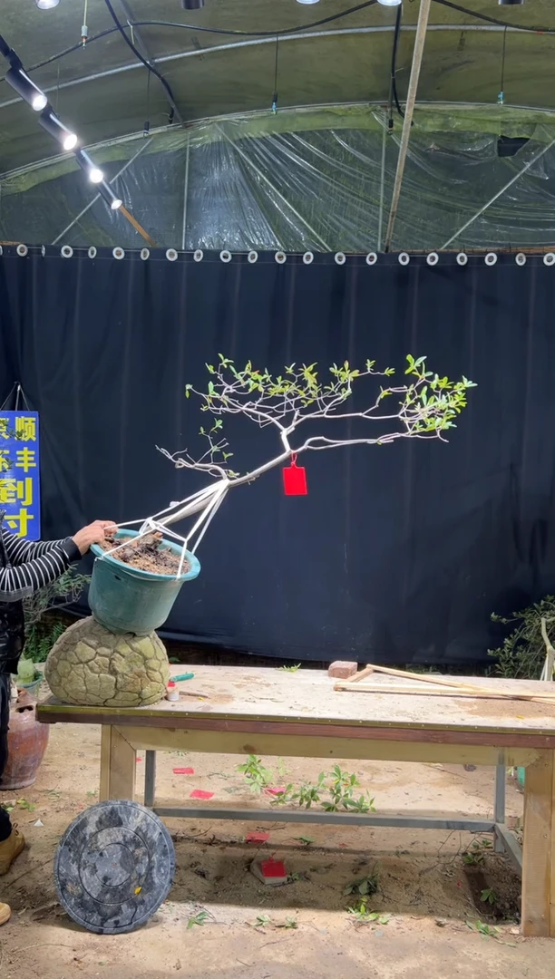 完全开放河***1海岛春花