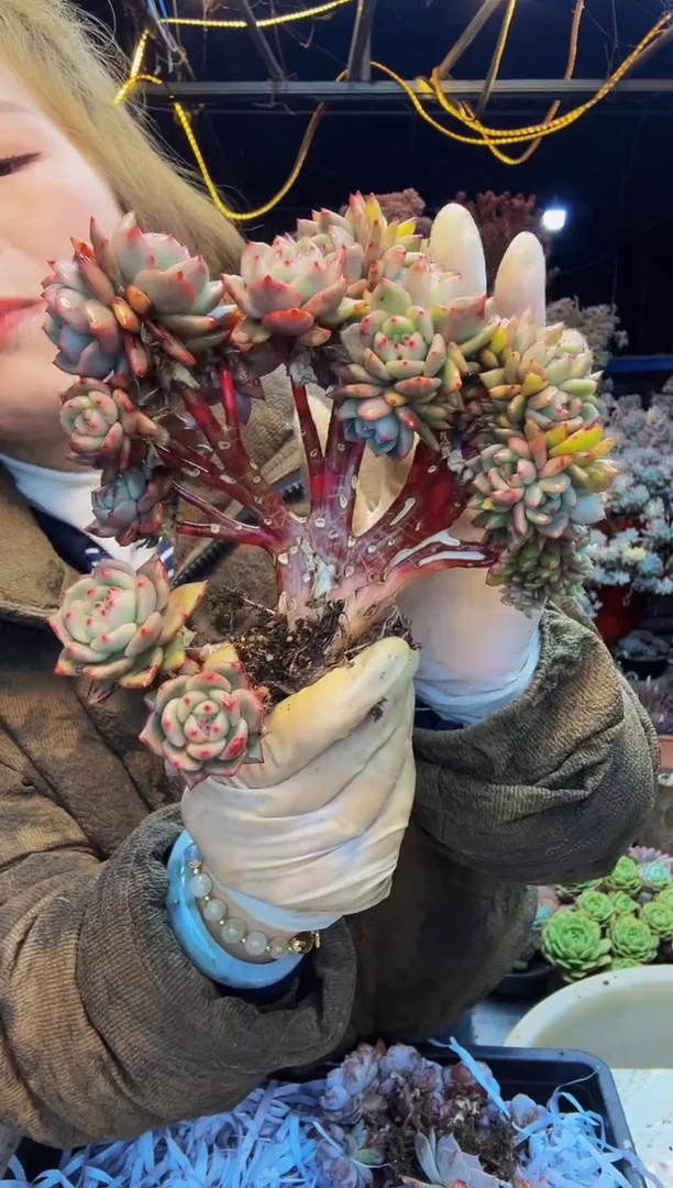 商****坊2号一物一拍脱土包邮