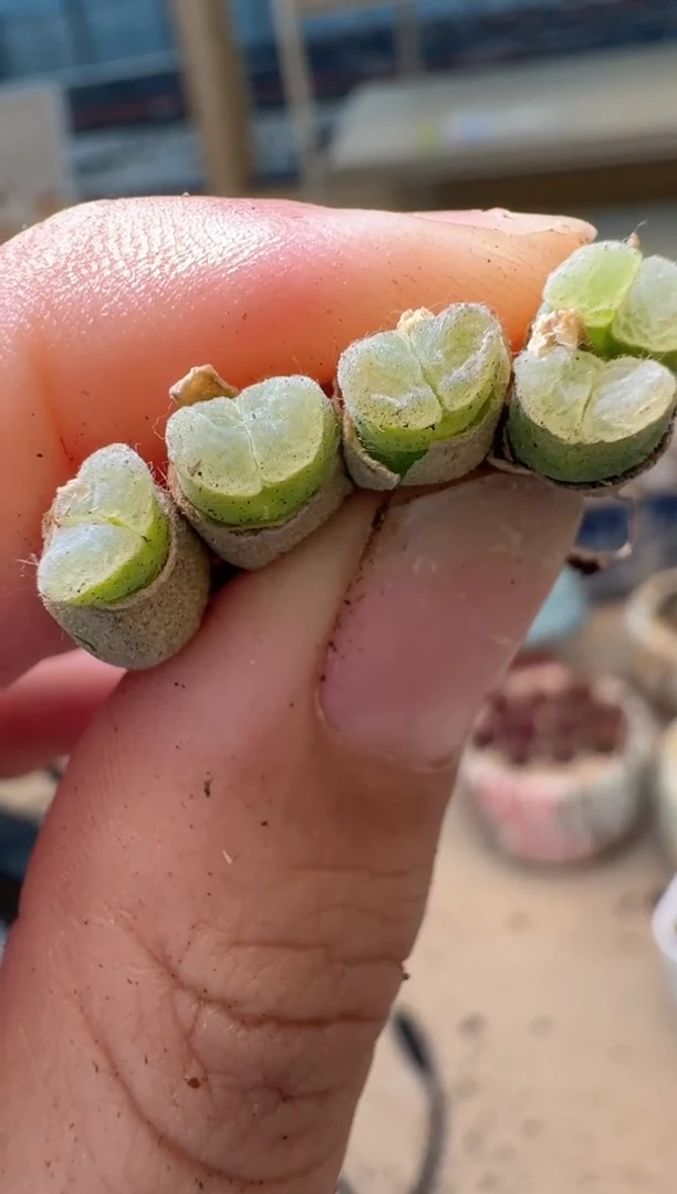 多肉植物肉锥16-232云朵窗