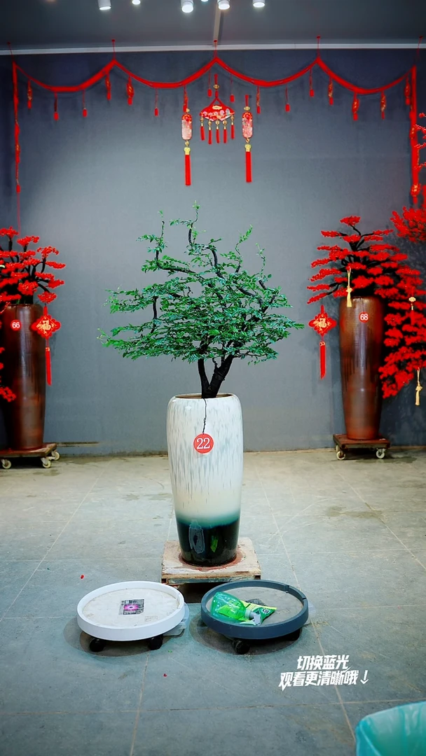 以实际为准华一物一拍绿植