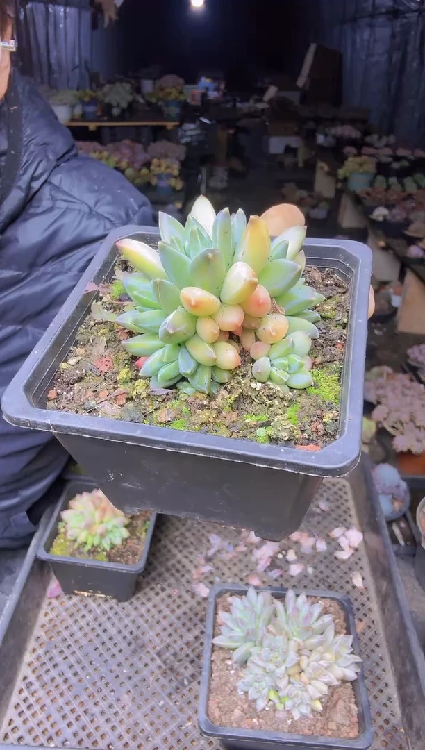 ?**云038幻影一物一拍一物一拍