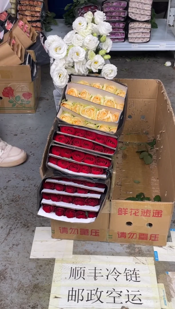 高原红2扎+香槟1扎+白色洋桔梗400克
