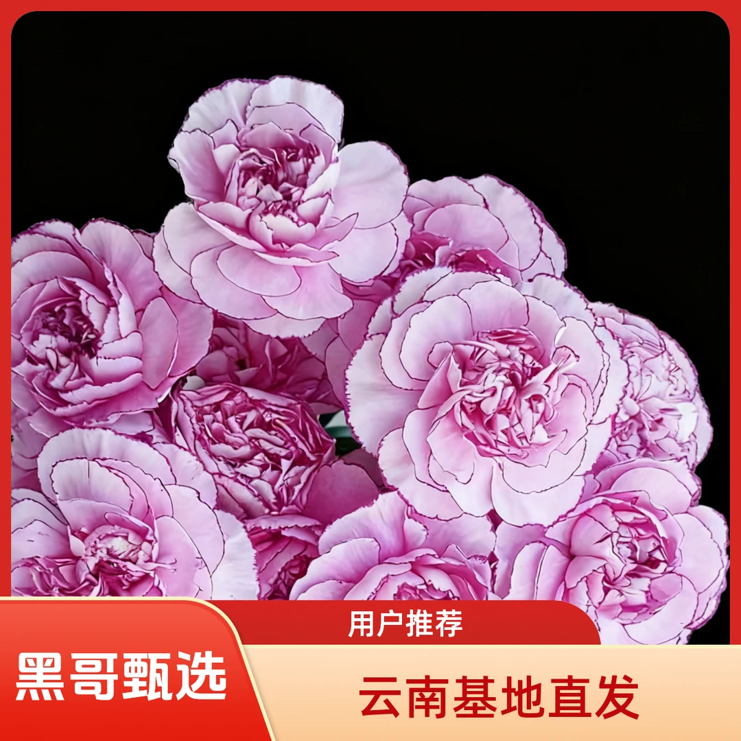 （紫霞）到手20枝2枝含损鲜花