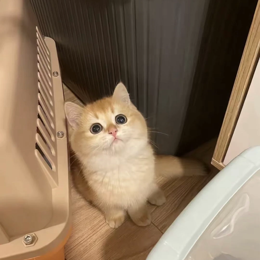 精品金渐层猫咪播间挑选