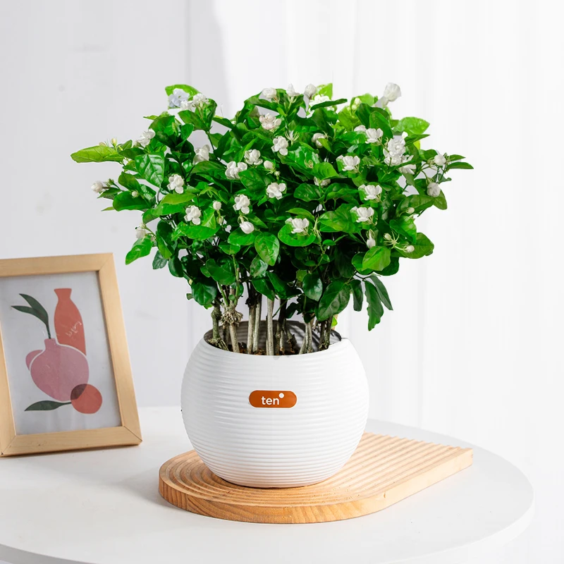 【带花苞】横州市茉莉花之乡培育基地茉莉花可盆栽地好养鲜活苗