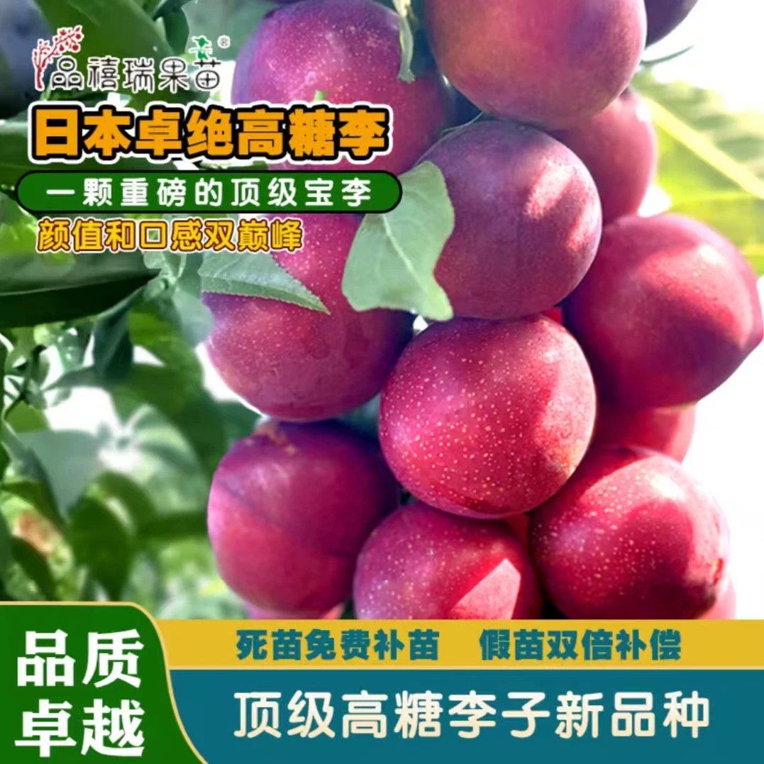 珍稀新品种日本卓绝高糖李