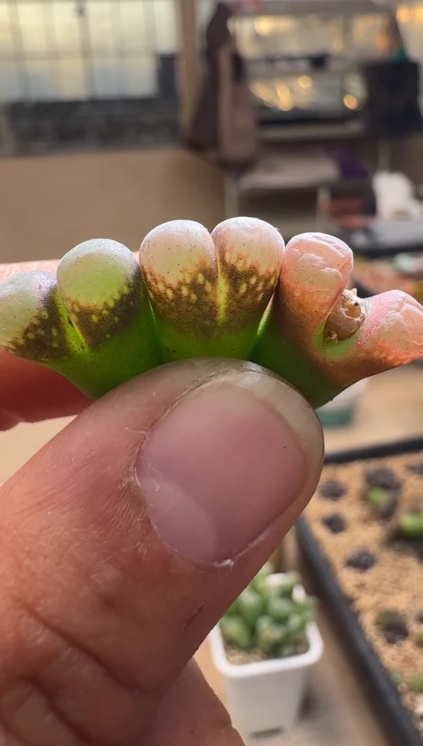 【闪购商品】1.20-275