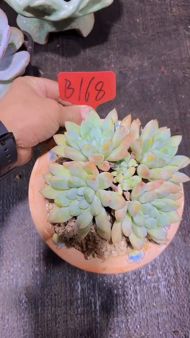 哈****好B168奶糖一物一拍