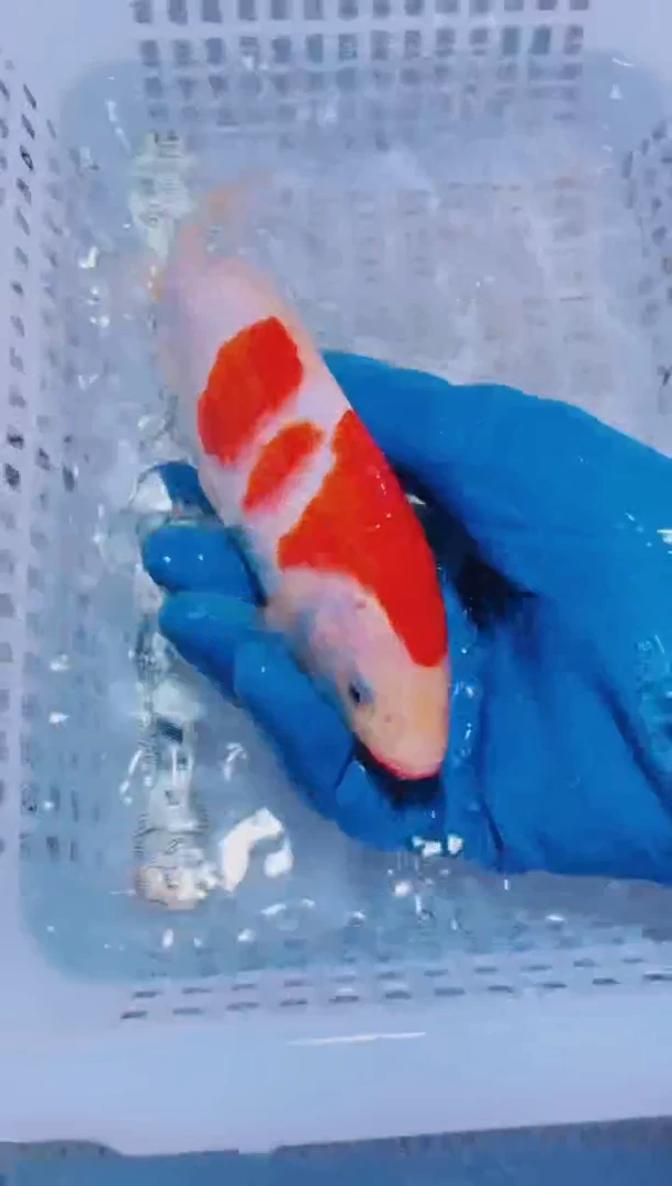 锦鲤血统锦鲤全场包邮65