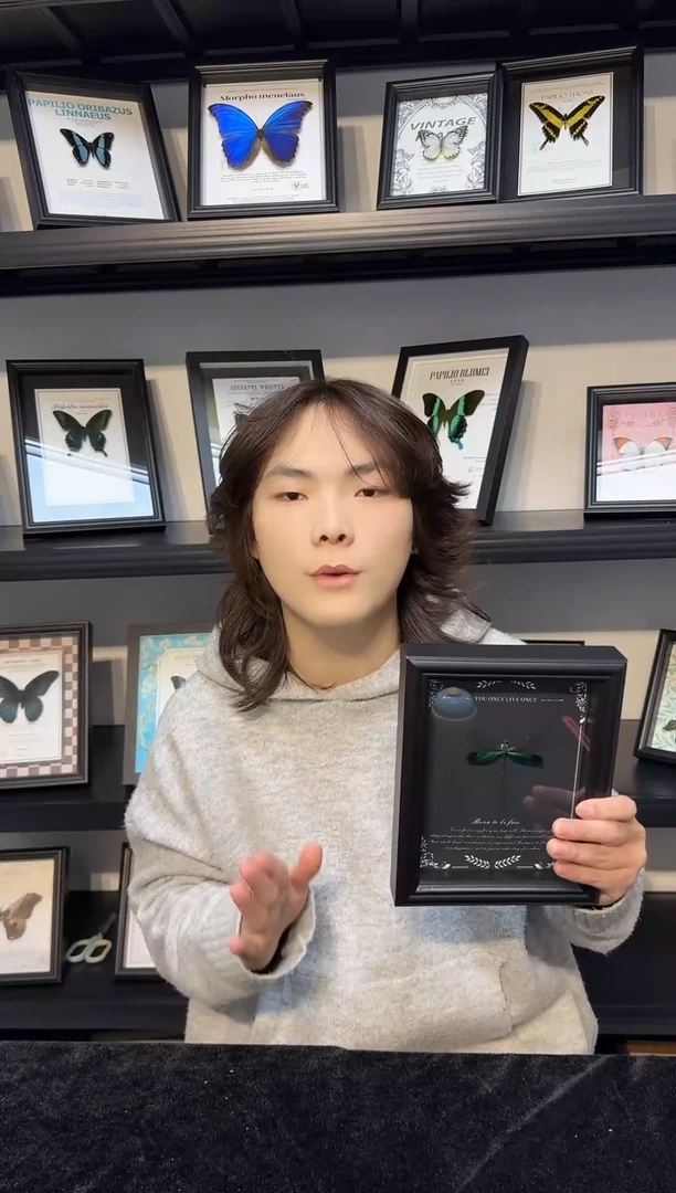 玻璃真实蝴蝶标本