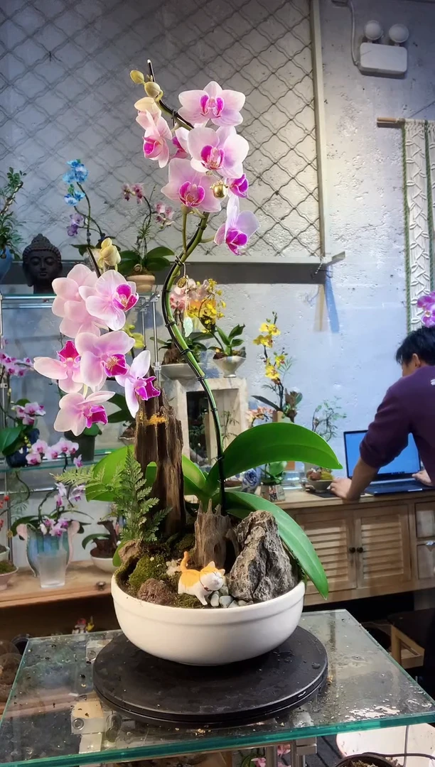 大部分花苞少量开放214植物杂货店，什么宝贝都有