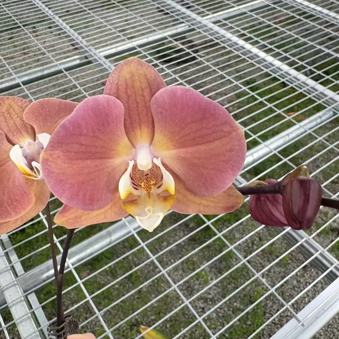【三文鱼】室内绿植盆栽蝴蝶兰