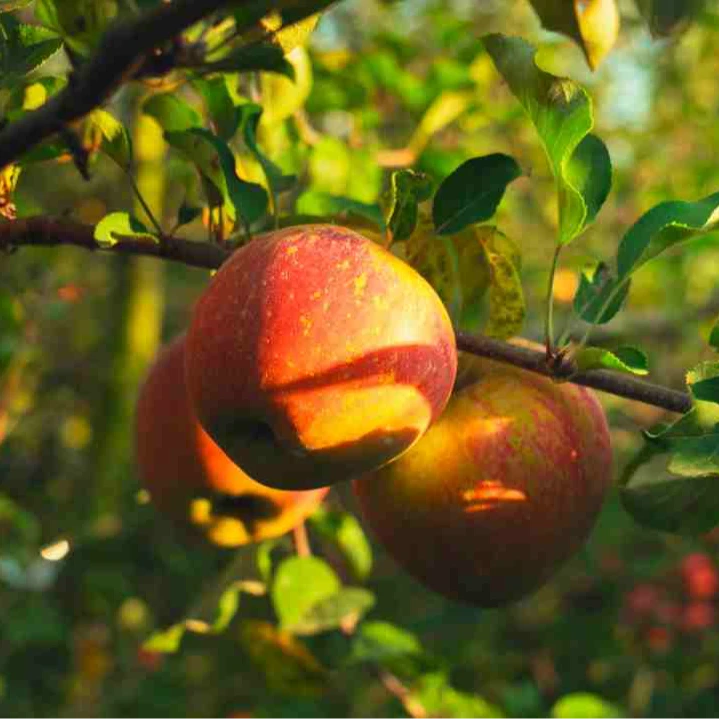 云南昭通丑苹果脆甜多汁爽口当季水果产地现摘包邮