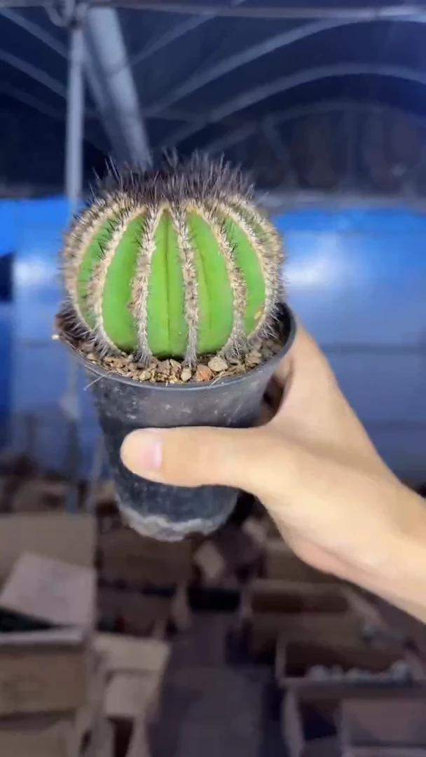 6-8cm 优博球【带根】