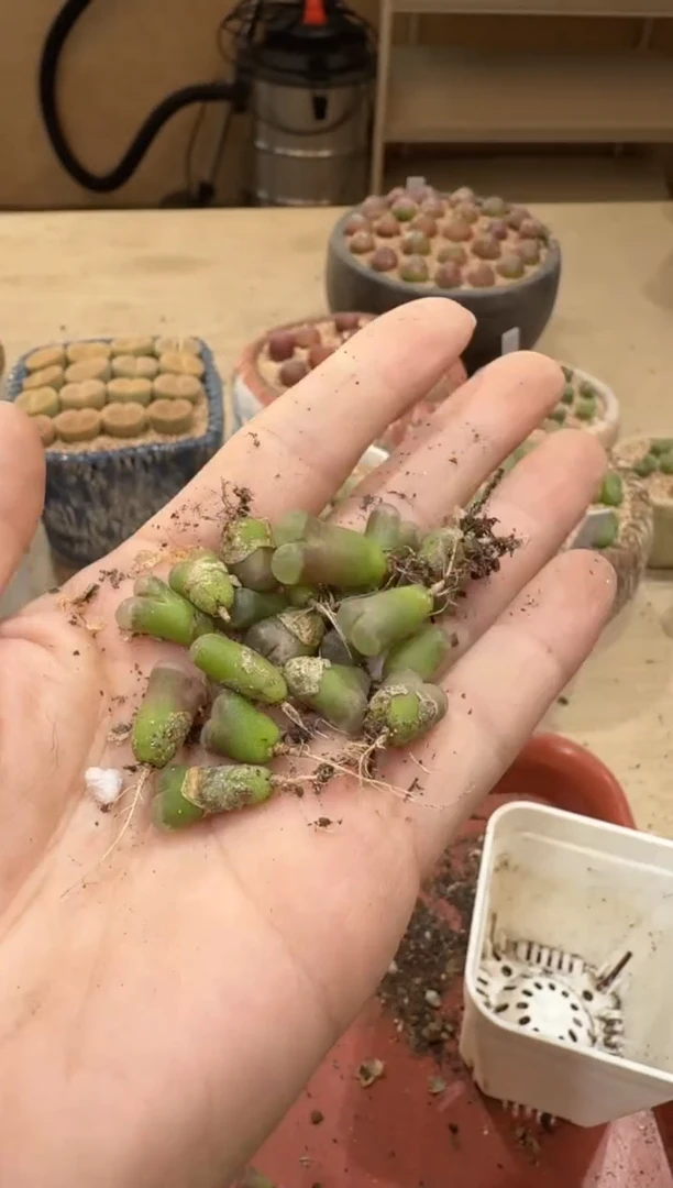 18-295多肉植物肉锥