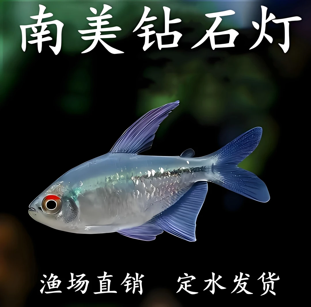 南美钻石灯小型群游观赏鱼