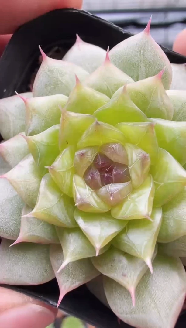 东云多肉园新款-84