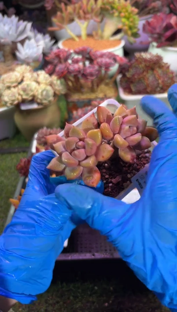 【闪购商品】15085