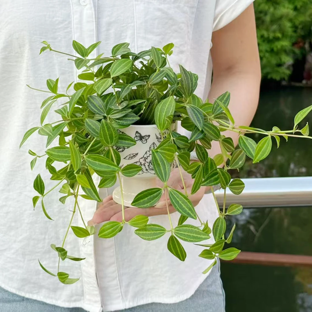 垂藤钻石翡翠吊兰室内桌面绿植四季常青绿宝石耐阴瓷盆垂吊植物