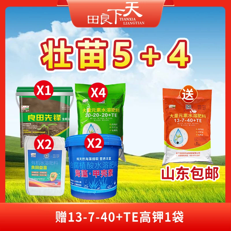 壮苗5+4   生姜 生根壮苗