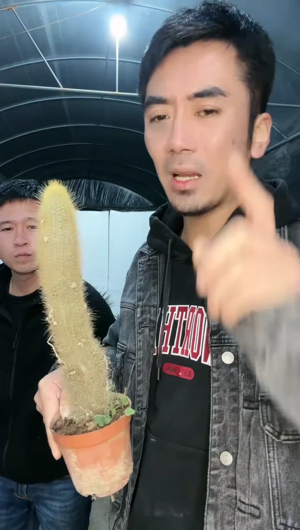 【闪购商品】南美翁 小