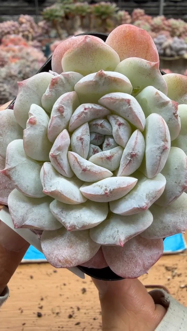 东云多肉园二店-601