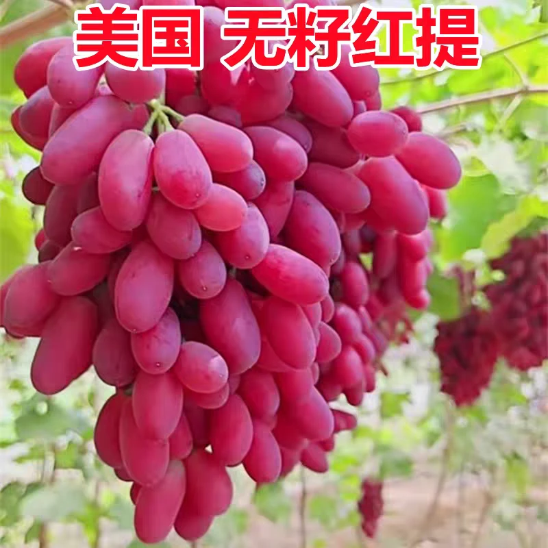 克伦生葡萄（无籽红提） كىرىستون ئۈزۈمى 新疆本地两年苗 包邮