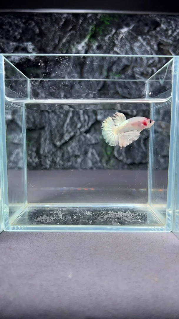 斗鱼竞拍链接A003