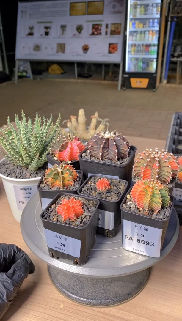 【闪购商品】米哈锦7颗+深海阎王1颗