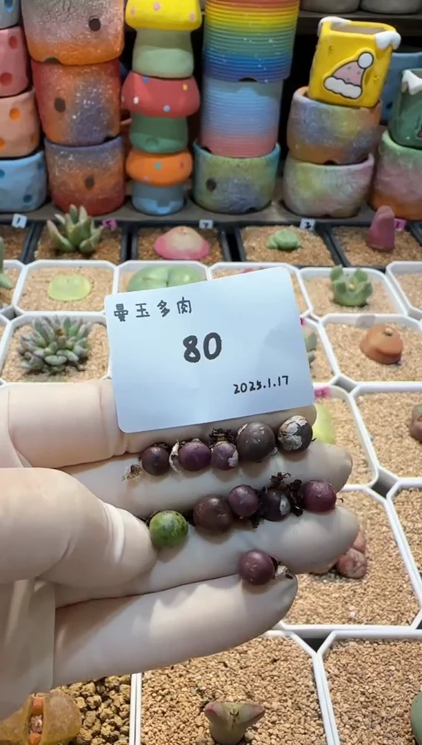 【闪购商品】25.1.17-80远方