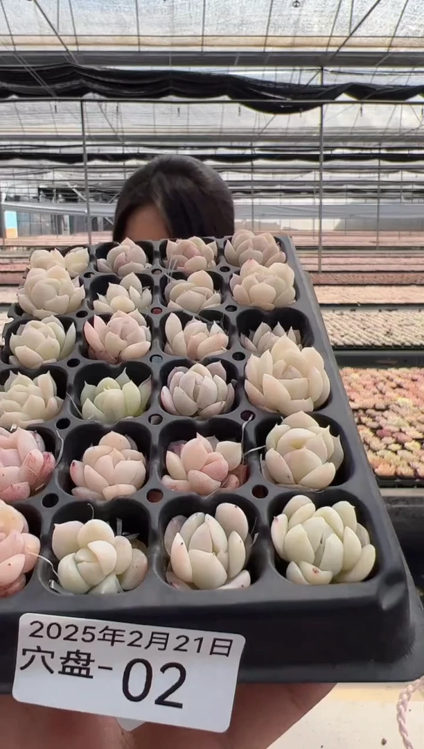 【闪购商品】穴盘-02