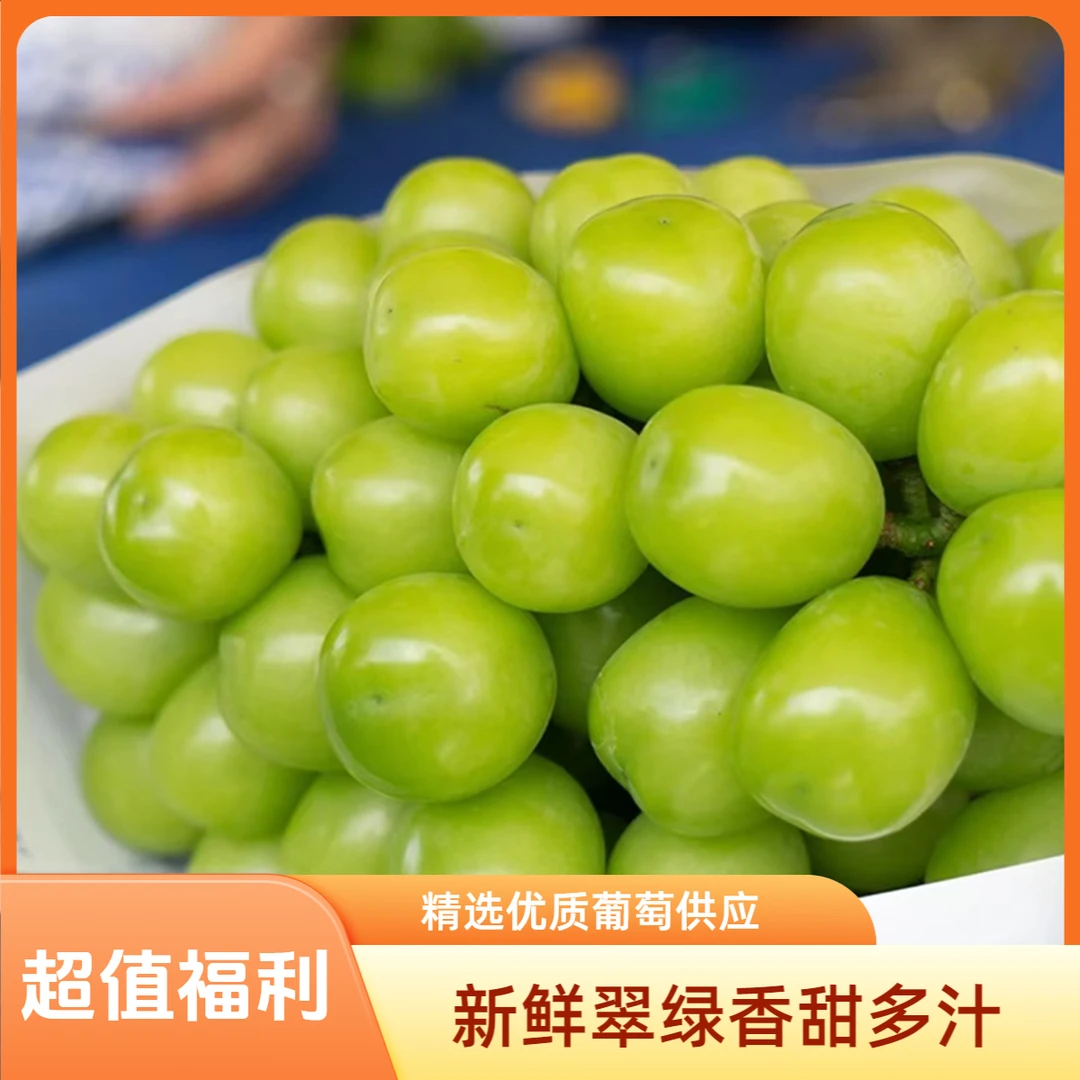 【精品】阳光玫瑰葡萄 毛重2.7kg±0.2kg/框（3串）
