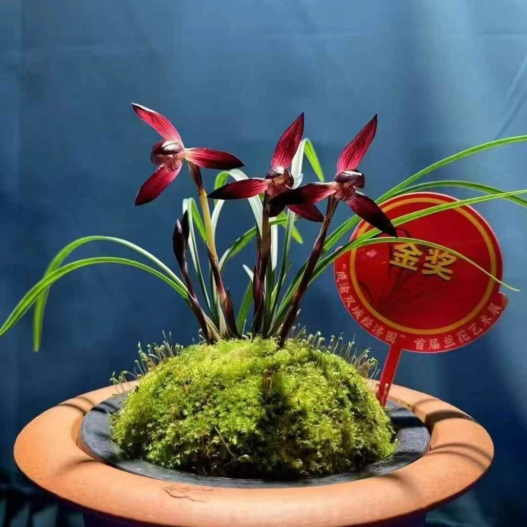 大中华春兰花卉绿植盆栽带花苞适合阳台养殖的名贵兰草