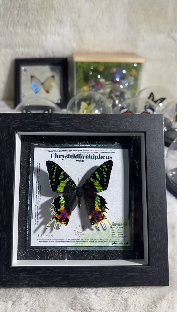 有机玻璃太阳蛾闪