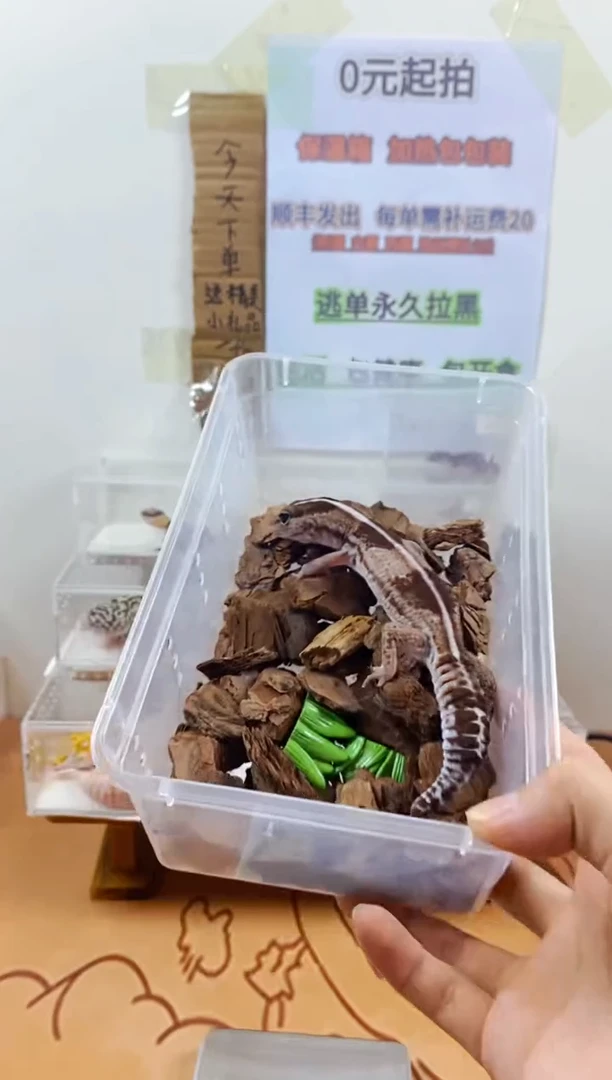 豹纹守宫豹纹守宫幼苗亚成体成体肥尾