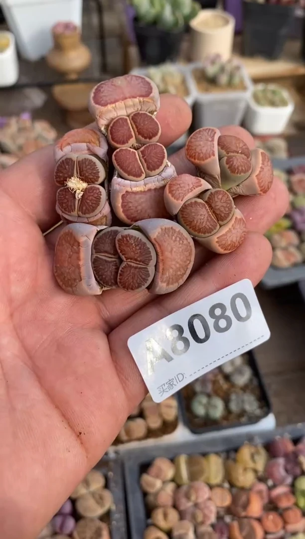 【闪购商品】8080直播一物一拍