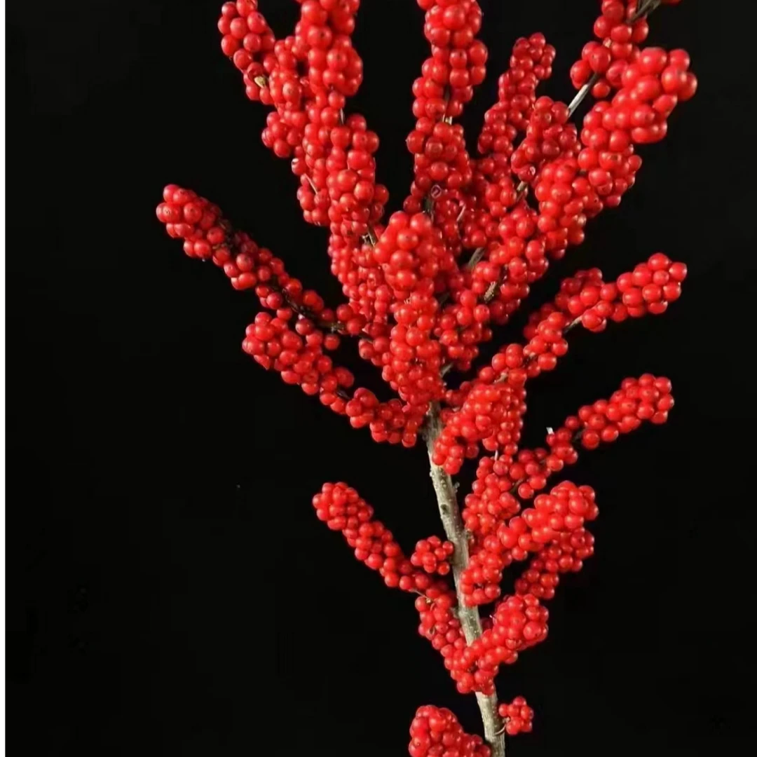 【一品花集】年宵花【80cm一枝独秀冬青】密果全场一单包邮
