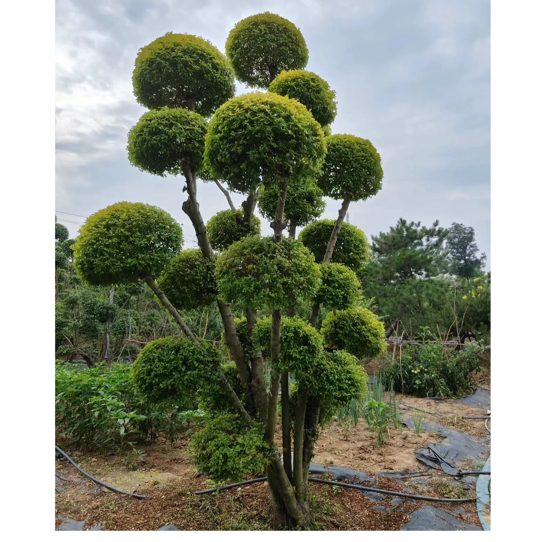 亮晶女贞造型树，女贞造型树