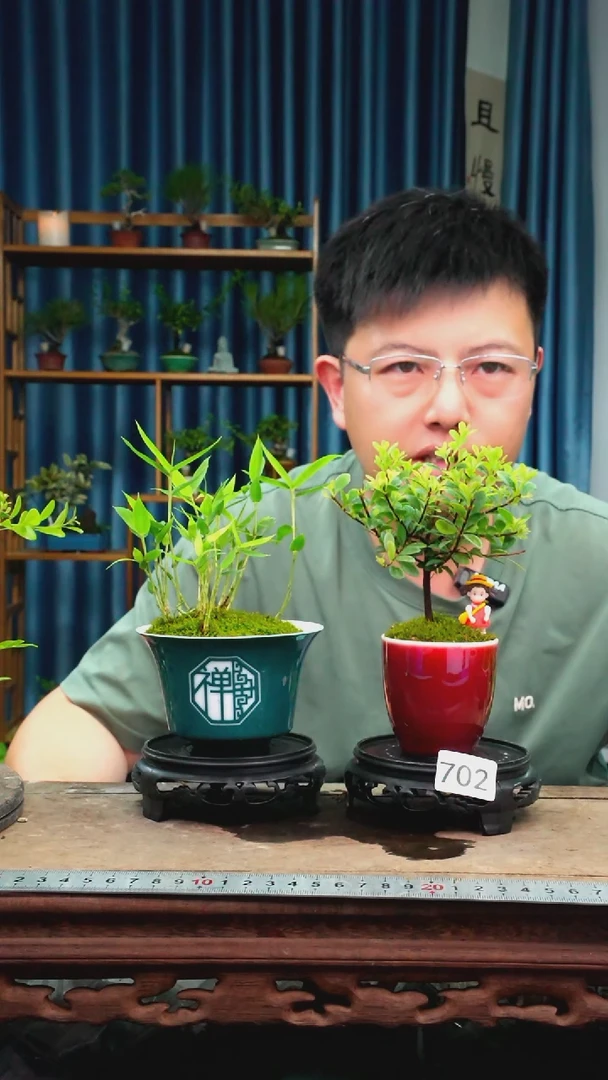 无花朵苔藓微景观702号