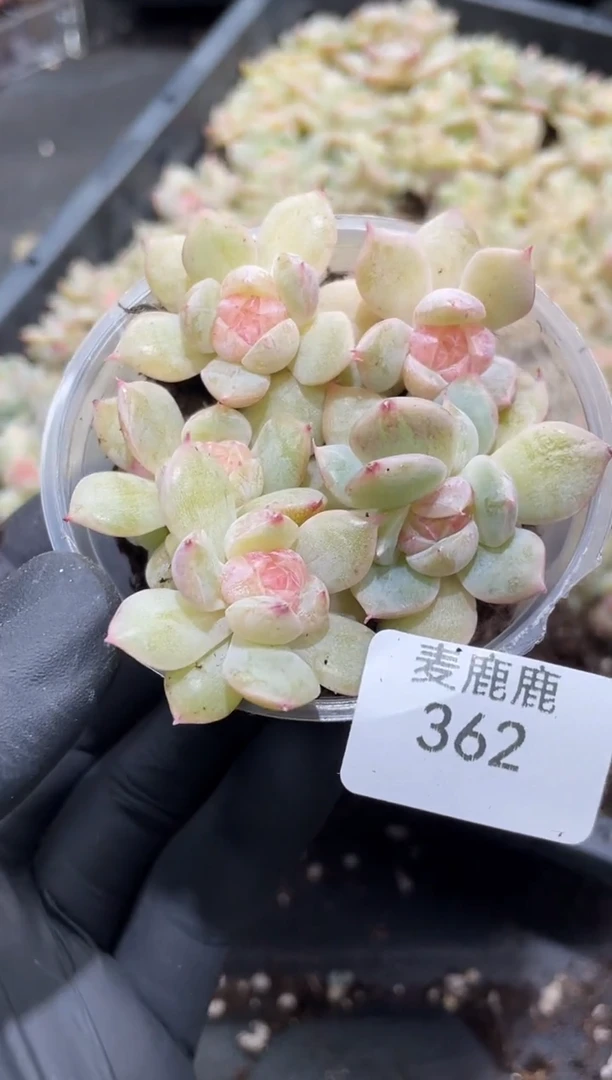 362孤品荧光粉芯芯     量拍