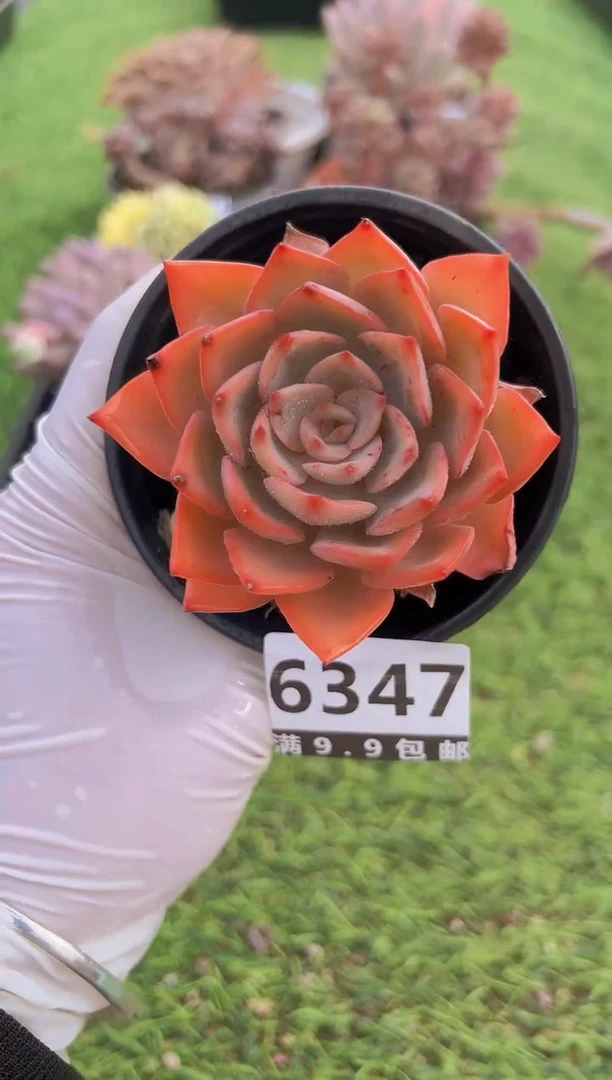 【闪购商品】信福多肉一物一拍