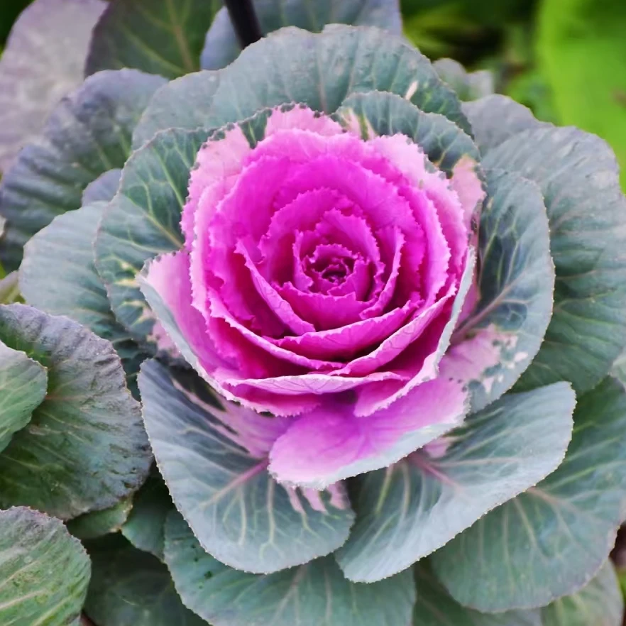 冬日玫瑰/红鹤 盆栽花苗阳台庭院耐热多花多季节开耐热耐寒抗病性