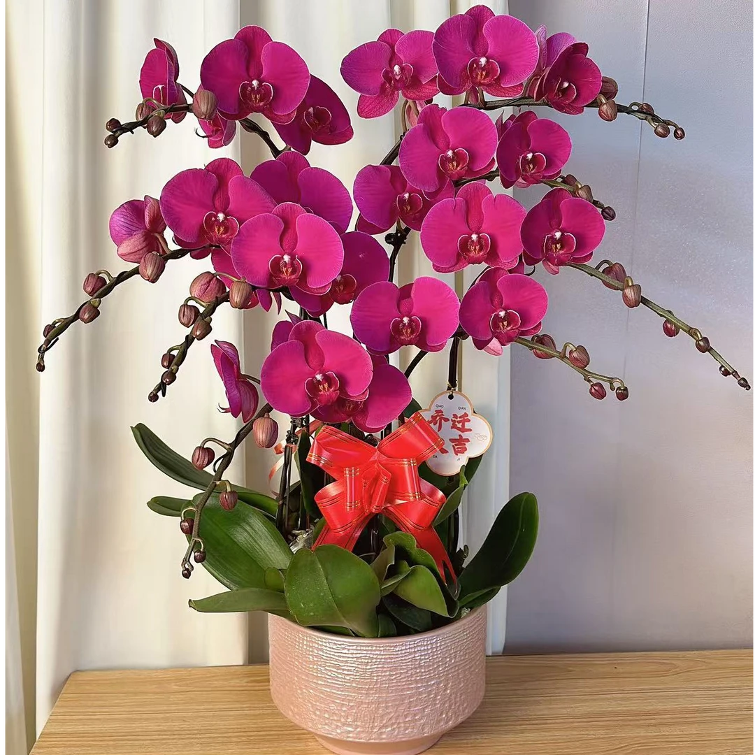简香《大辣椒》鲜花高端蝴蝶兰艺术组陶瓷盆鲜花摆设送礼高端花卉