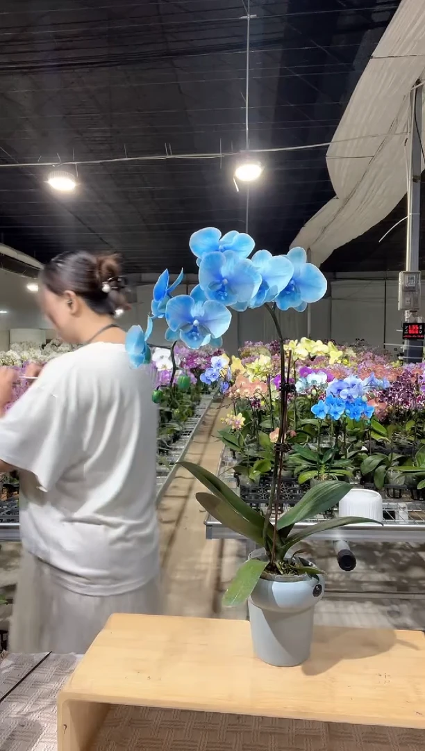 大部分开放少量花苞蓝色马卡龙蝴蝶兰