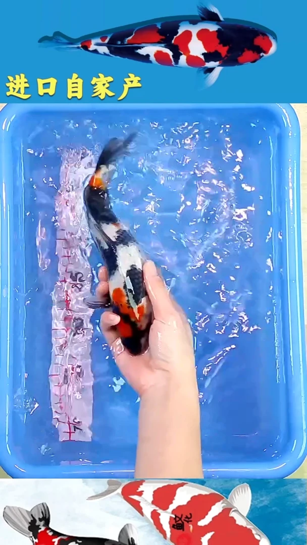 锦鲤2025/12/18悦鲤阁甄选锦鲤--54